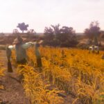 Black Desert Online_LOTML_Field with scarecrow
